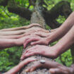 Händer på träd